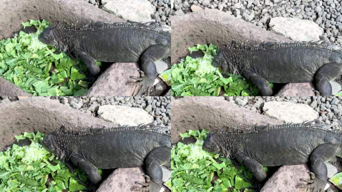 鬣蜥蜥蜴。一只食肉蜥蜴正在吞食绿色植物的叶子