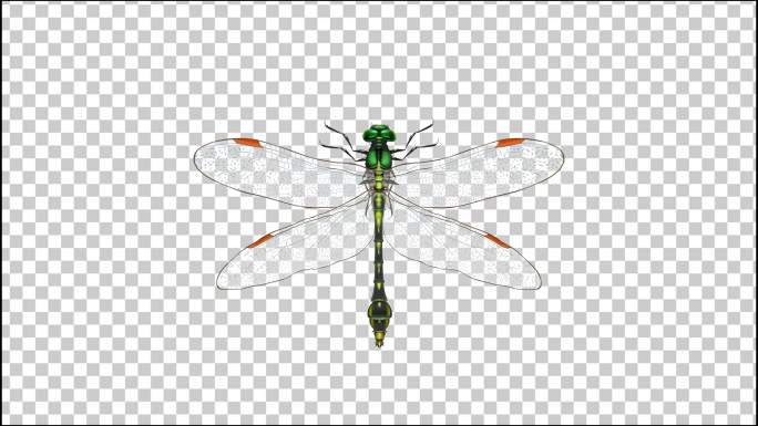 4K蜻蜓飞舞透明视频