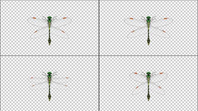 4K蜻蜓飞舞透明视频