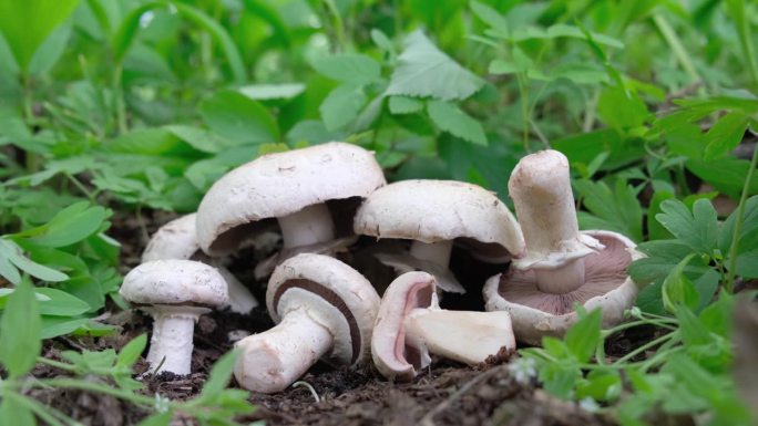 蘑菇生长在森林里