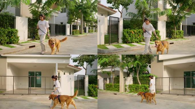 一位年轻的亚洲女子带着她可爱的金毛猎犬在村里散步。