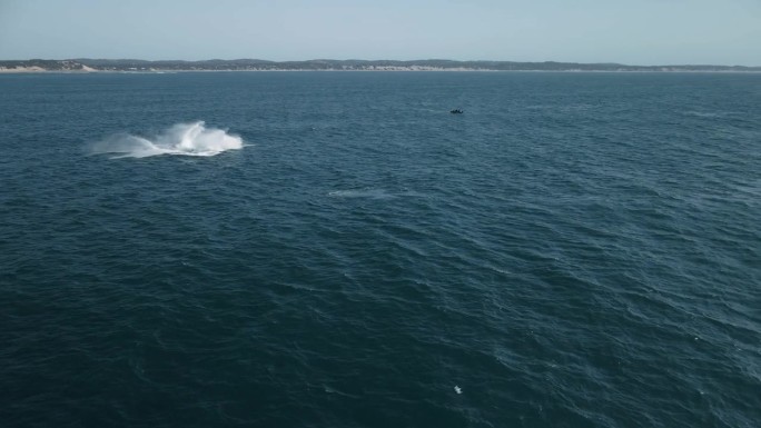 座头鲸跳跃，突破水面，溅起水花的航拍照片