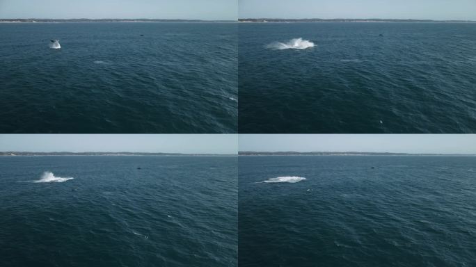座头鲸跳跃，突破水面，溅起水花的航拍照片