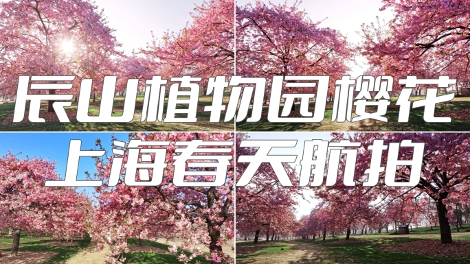 上海 春天 樱花 樱花雪 辰山植物园樱花