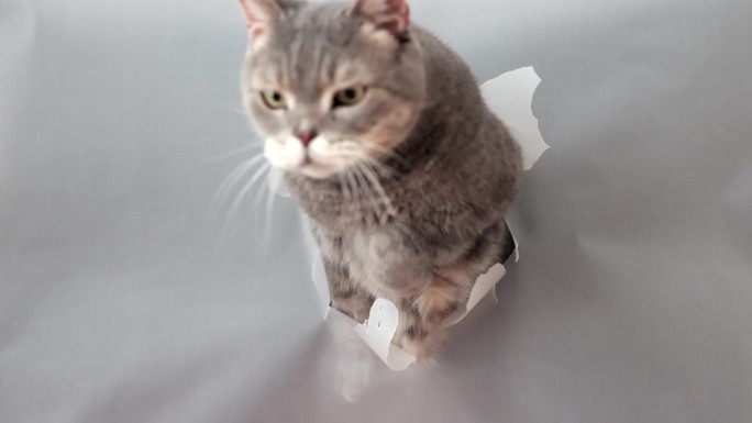 英国短毛猫，从透明纸上撕破的洞里跳过去
