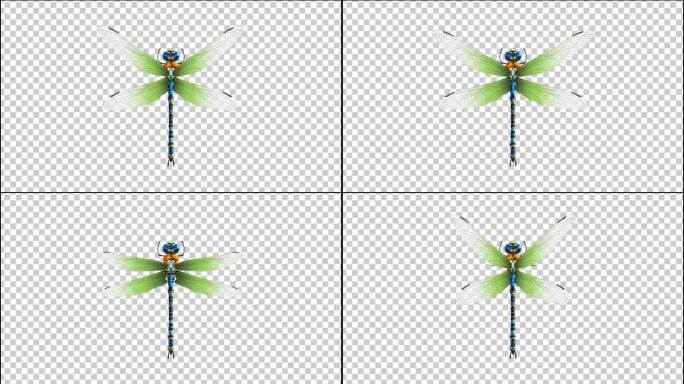 4K蜻蜓透明视频