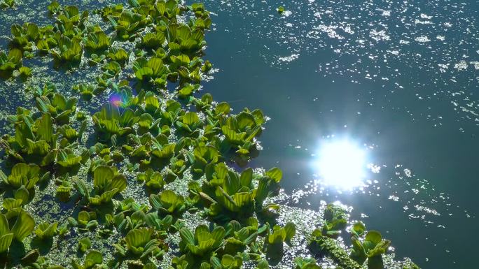死水池塘中浮萍与狼尾草之间漂浮的水生植物