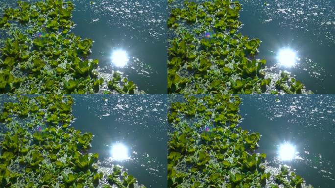 死水池塘中浮萍与狼尾草之间漂浮的水生植物
