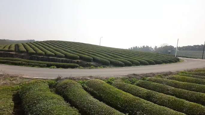 杭州径山小古城村茶园