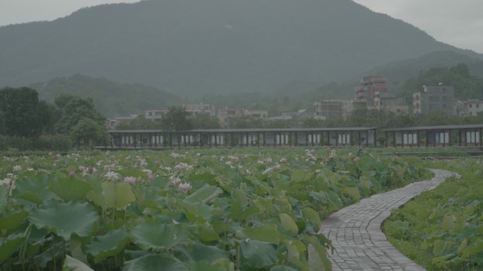 莲花荷花田，荷花盛开原格式视频