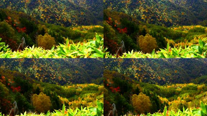 山坡上五彩缤纷的秋林:志贺县，涩笼县