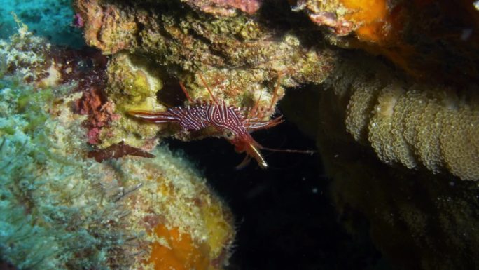 令人着迷的骆驼虾挂在一个小水下洞穴的边缘，疯狂地四处游动。