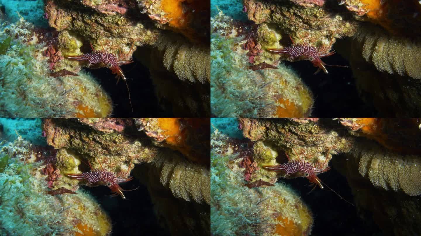 令人着迷的骆驼虾挂在一个小水下洞穴的边缘，疯狂地四处游动。