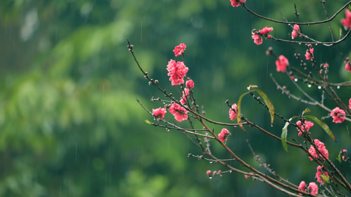 实拍下雨谷雨清明春分立春惊蛰古建筑