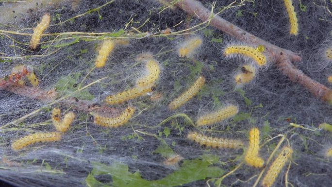 幼虫用蜘蛛网编织树木。美洲白蝴蝶(Hyphantria cunea)的毛虫，蛾落在叶子上的网虫检疫害