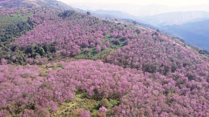 春天的早晨，在富显荣卡拉国家公园的富隆罗，野生喜马拉雅樱桃树在山上的种植园里盛开