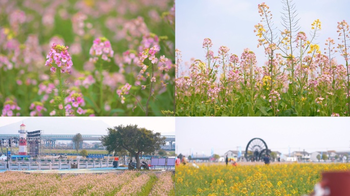 七彩油菜花春天蜜蜂油菜花唯美空镜