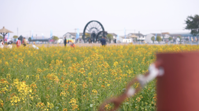 七彩油菜花春天蜜蜂油菜花唯美空镜