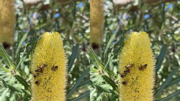 在一个阳光明媚的日子里，蜜蜂从金银花植物中采集花蜜的特写镜头