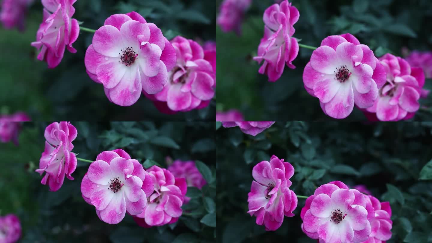 粉红色月季花 草莓冰山月季花 1841