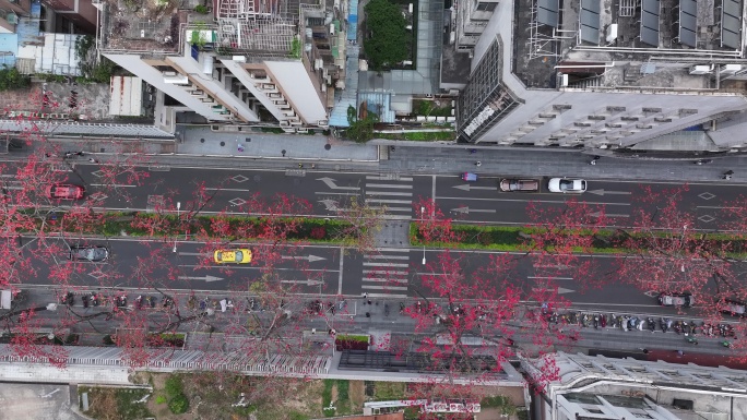 中国广东省广州市越秀区烈士陵园木棉花