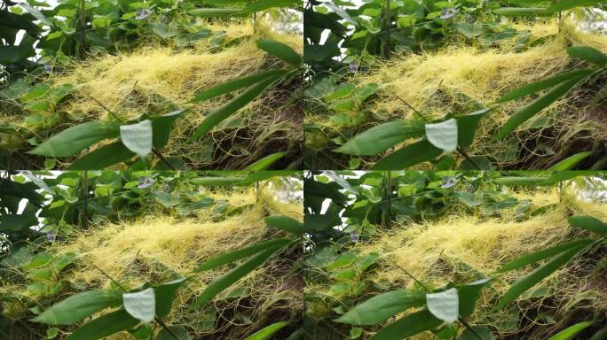 菟丝子(菟丝子、菟丝子、紫檀)。菟丝子寄生在各种各样的植物上，包括许多农业和园艺作物物种