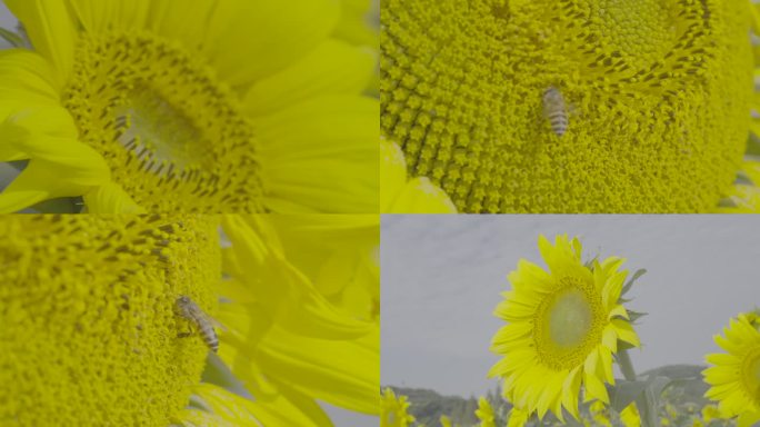 向日葵花田花朵细节特写蜜蜂采蜜slog3
