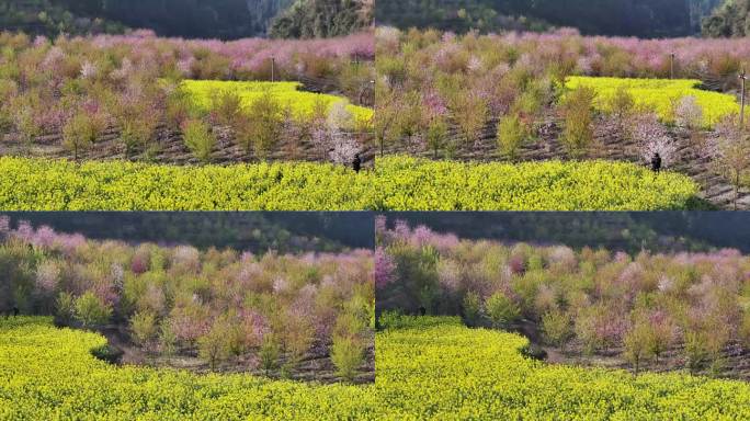 樱花油菜花桃花早樱花海