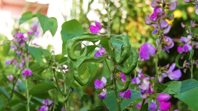 芦笋豆蔬菜和它的花一起生长在家里的花园