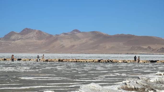 西藏普莫雍错冰湖运羊