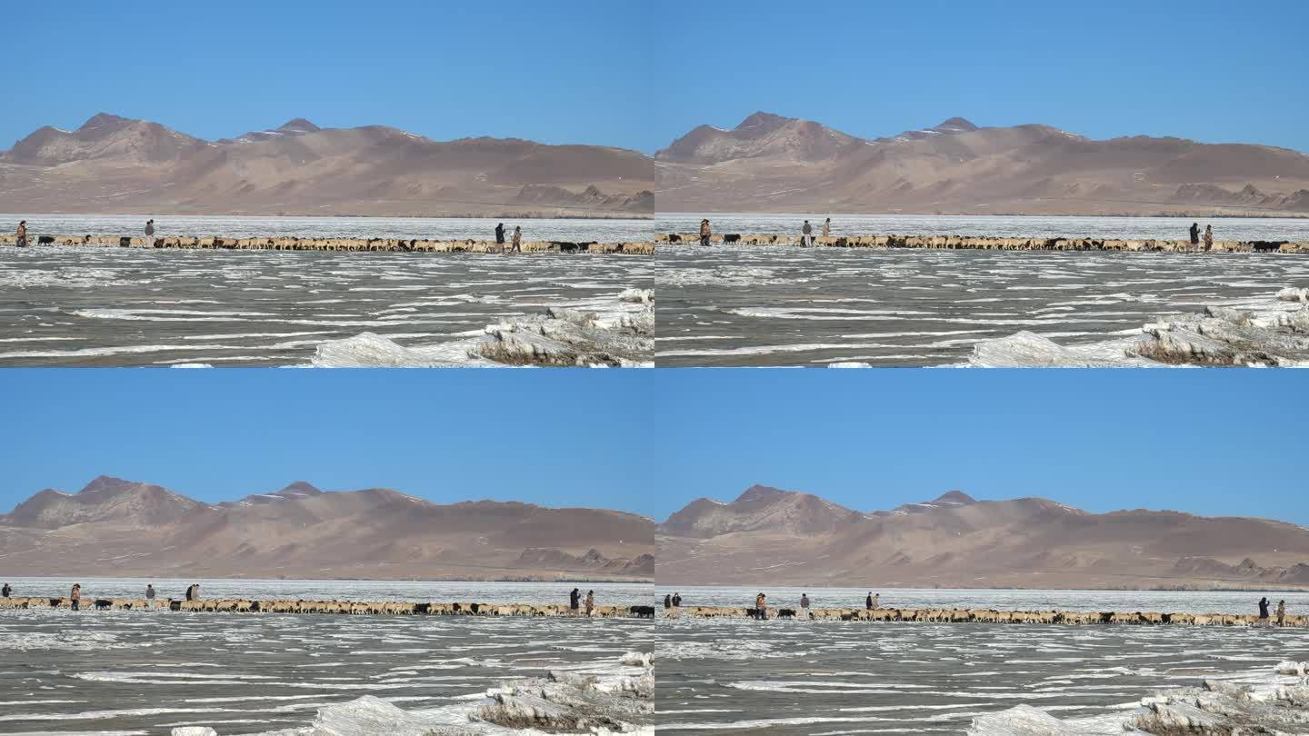 西藏普莫雍错冰湖运羊