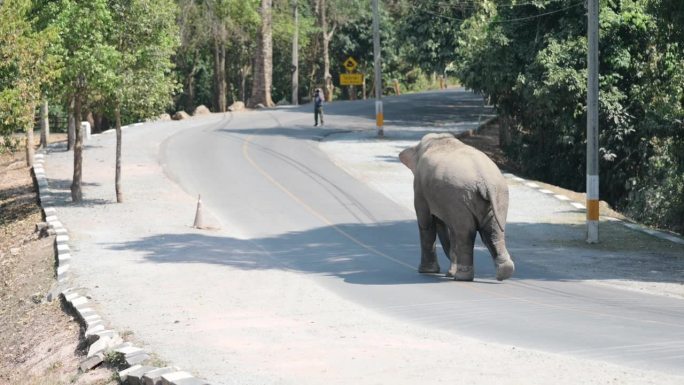 泰国考艾国家公园，野象走在街上寻找水源