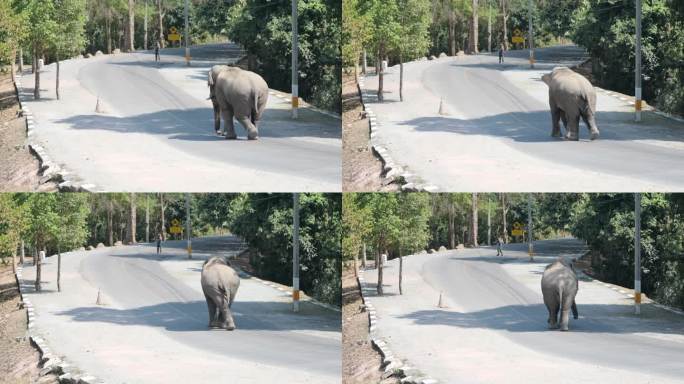 泰国考艾国家公园，野象走在街上寻找水源