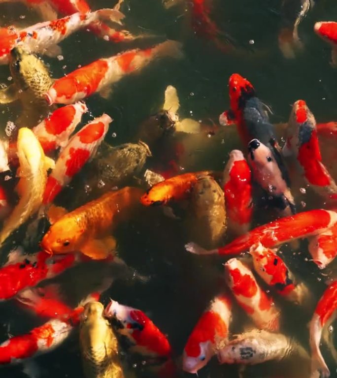彩色鲤鱼或锦鲤在日本花园的池塘里游泳的美丽景色，Nishikigoi, Nobody，慢动作，智能手