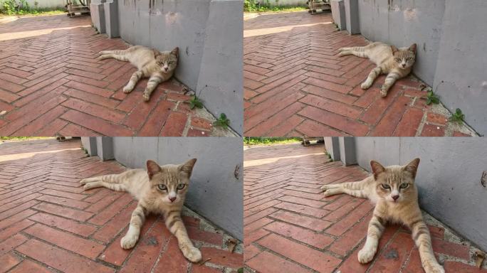 放松的猫懒洋洋地躺在砖路