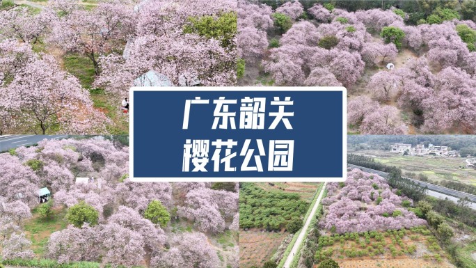 广东韶关樱花公园01