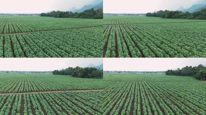 泰国清莱Tham Luang附近种植的烟叶农场鸟瞰图。