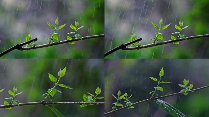 4k立春春雨雨水下雨嫩芽意境