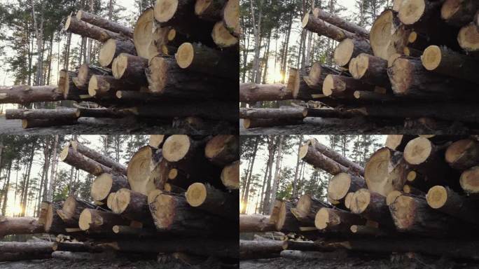 日志记录。森林砍伐。森林里有许多锯过的树干。被砍倒的木头，木材。准备运输的木材。新砍的松云杉的圆尾。