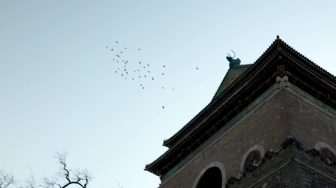 北京胡同里飞翔的鸽子