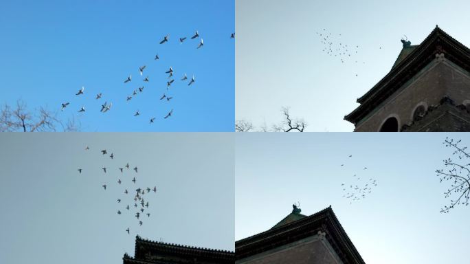 北京胡同里飞翔的鸽子