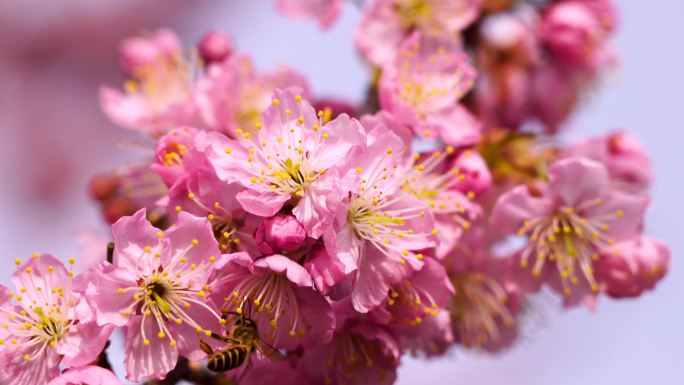 春暖花开繁花似锦，春天盛开的唯美樱花特写