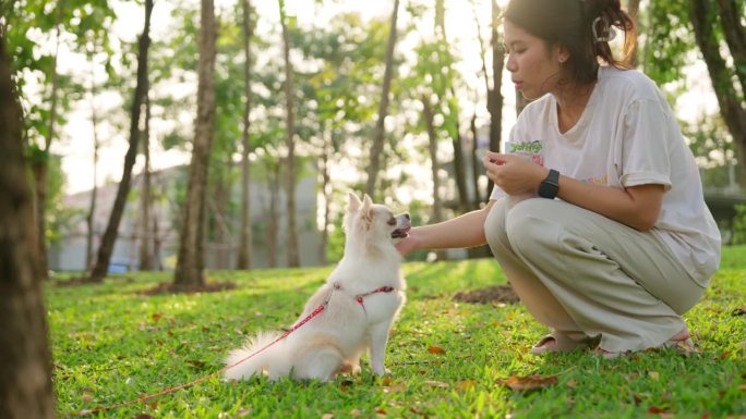 早晨，一位年轻的亚洲妇女带着她的狗到村里的院子里玩耍。