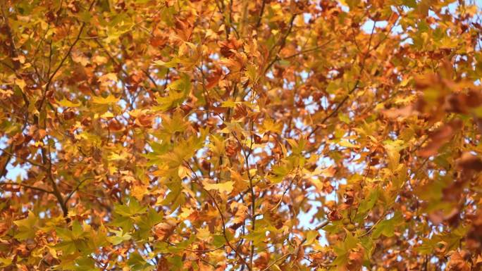 秋天的金黄的梧桐树叶