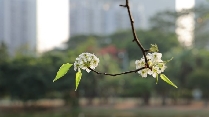 梨花/豆梨花