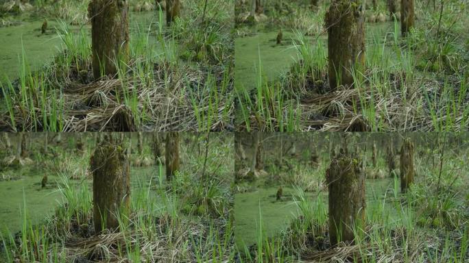 沼泽里的老树桩。