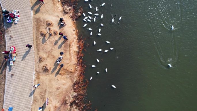 航拍镜头捕捉到了天鹅在湖中玩耍的画面