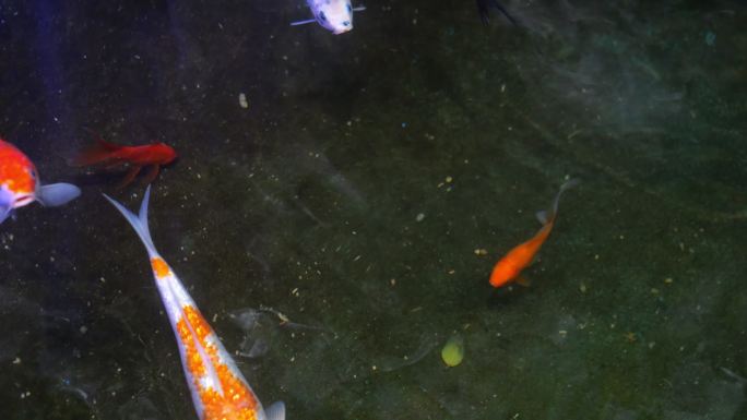 锦鲤 金鱼 鲤鱼 升格拍摄 观赏鱼