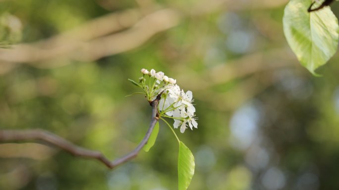 梨花/豆梨花