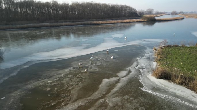 Drone slow-motion of swans swimming together on a 